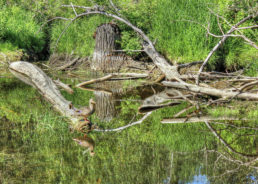 Mallard Duck on Pond Photograph by Jim Sauchyn