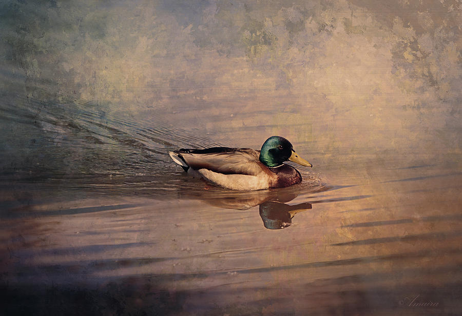 Mallard Duck On The Lake Photograph by Maria Angelica Maira