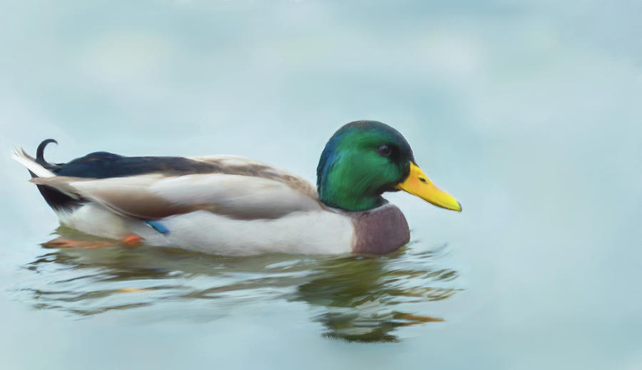 Feather Painting - Mallard Duck on the Water by Garvin Hunter