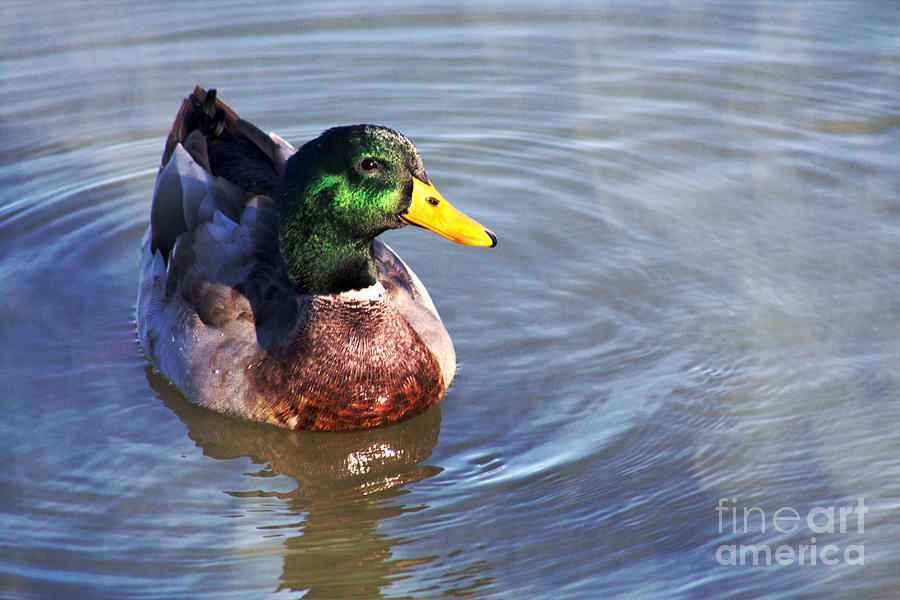 Mallard Duck on Water Photograph by Ella Kaye Dickey