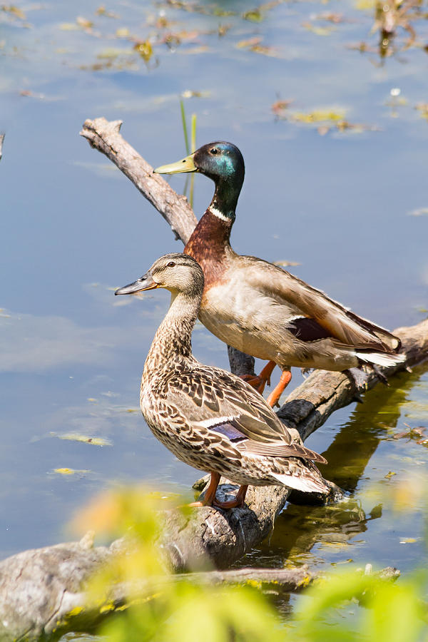 Mallard Duck Pair by Kenneth F Konjevich Mallard Duck Pair by Kenneth F Konjevich
