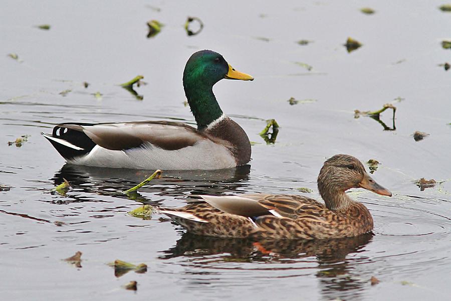 Wildlife Photograph - Mallard Duck pair swimming by Linda Crockett