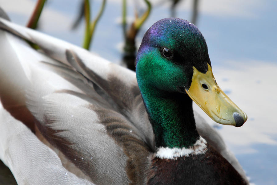 Duck Photograph - Mallard Duck by Pierre Leclerc Photography