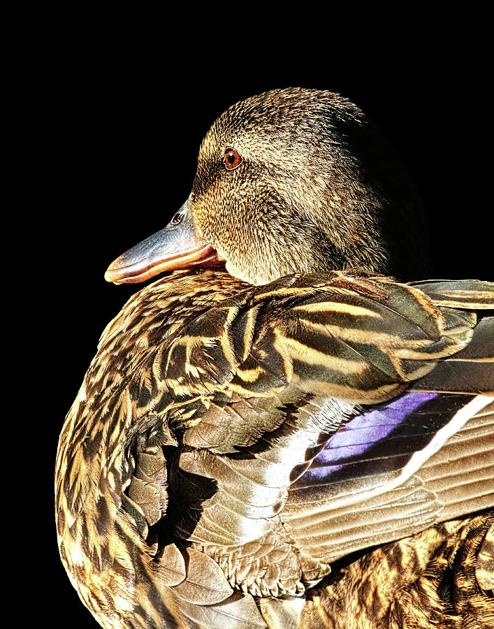 Mallard Duck Portrait Photograph by Abram House