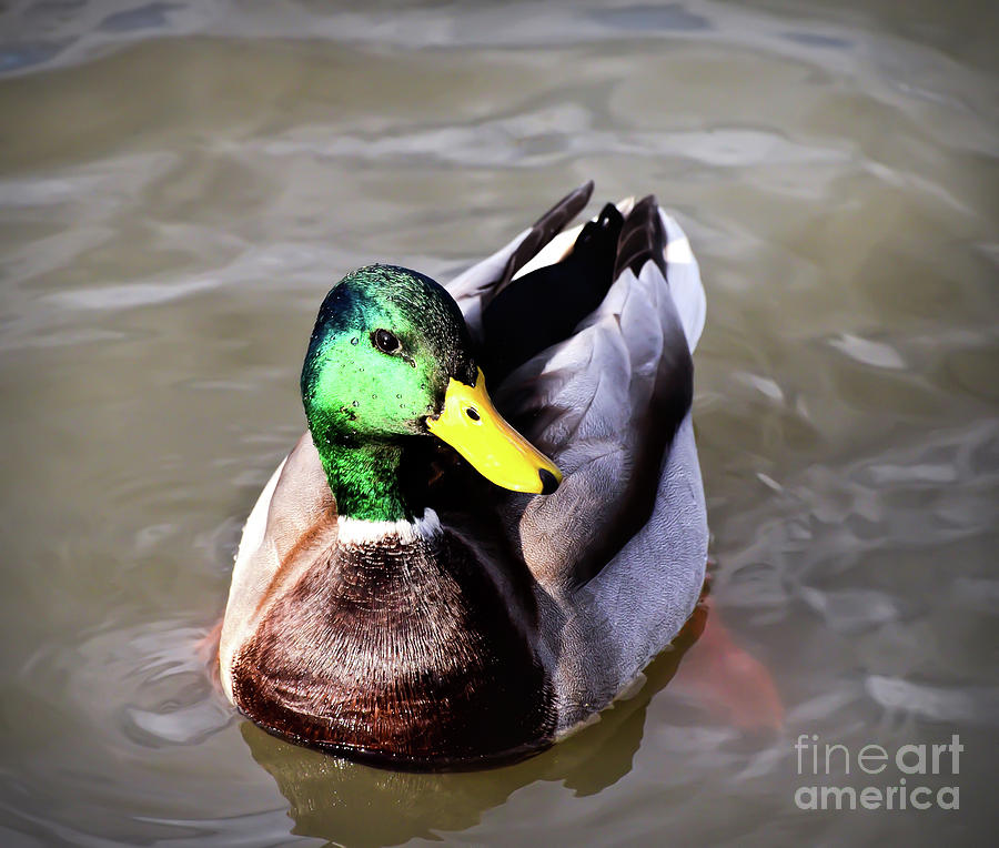 Mallard Duck Portrait Photograph by Kerri Farley