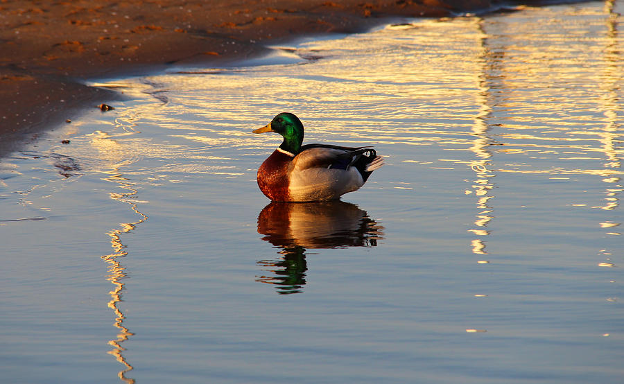 Mallard Duck Photograph by Rachel Cohen