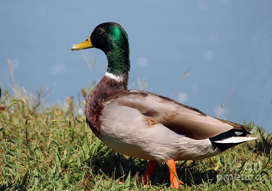 Mallard Duck Photograph by Rae Anna Frame - Fine Art America