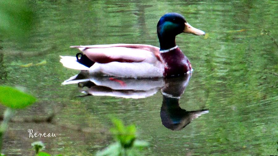 Mallard Duck Reflecting Photograph by A L Sadie Reneau
