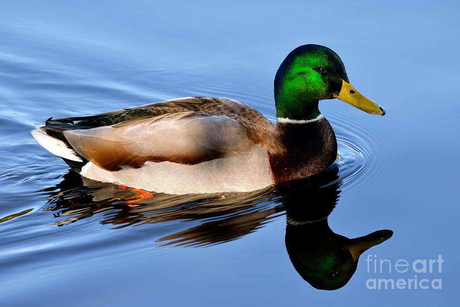 Mallard Duck Reflection 2 Photograph by Terry Elniski