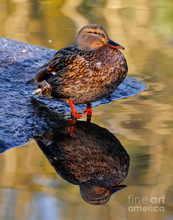 Mallard Duck Reflection Photograph by Terry Elniski