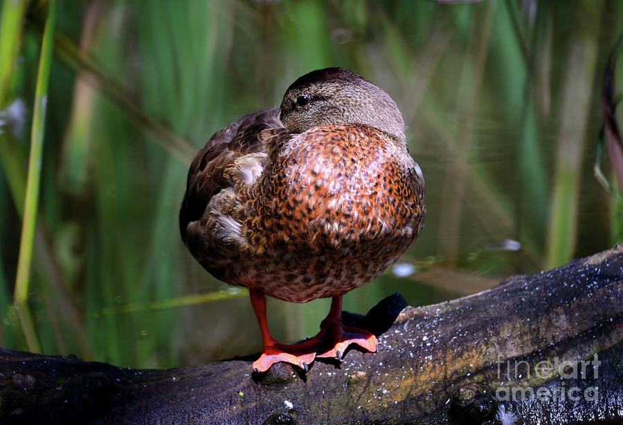 Mallard Duck Resting On Log Photograph by Terry Elniski