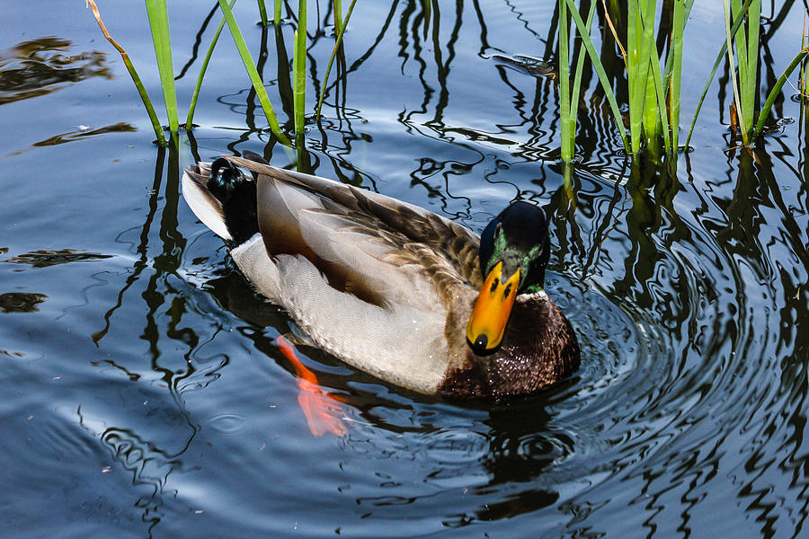 Mallard Duck Photograph by Robert Hebert