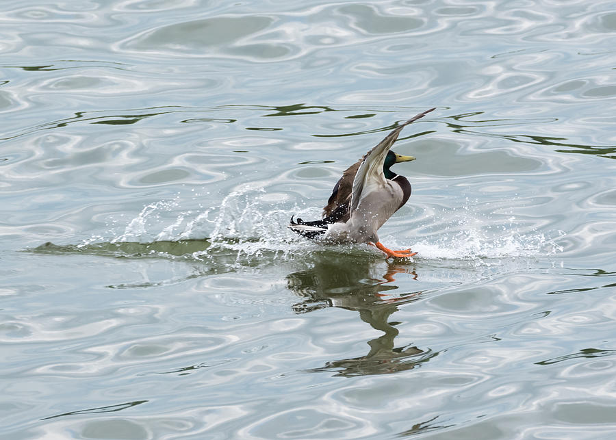 Mallard Duck Sticks His Landing Photograph by Holden The Moment