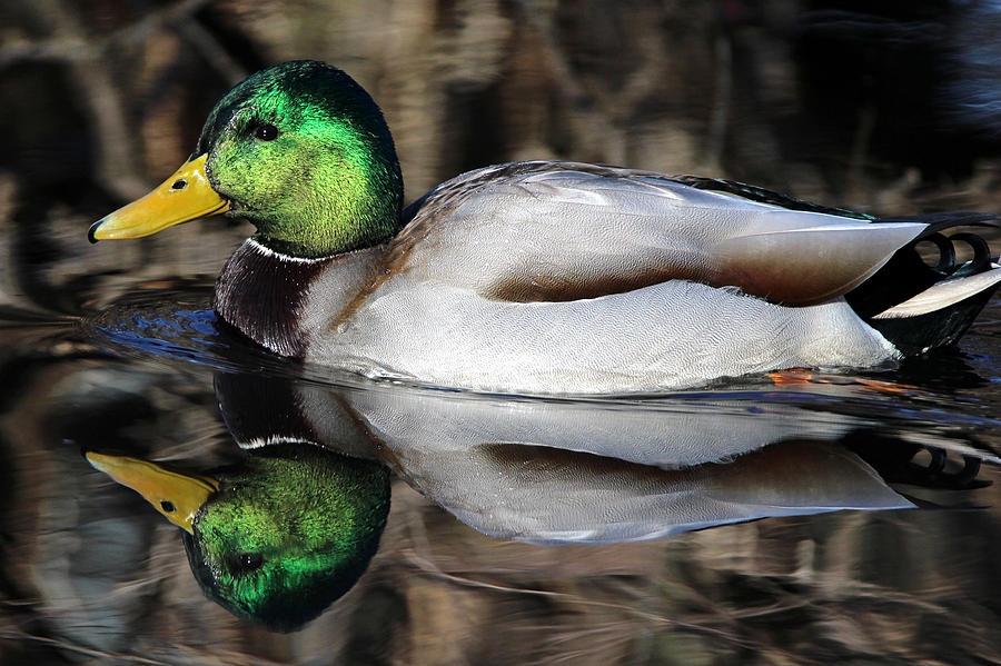 Mallard Duck Stony Brook New York Photograph by Bob Savage