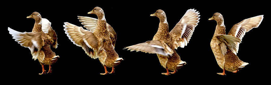Duck Photograph - Mallard Duck Stretching Her Wings by Her Arts Desire