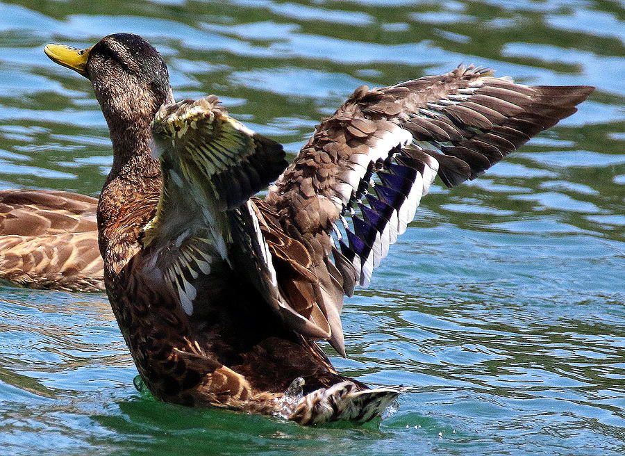 Mallard Duck Sunning Photograph by Rob Wallace Images - Fine Art America