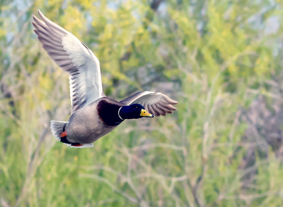 Mallard Duck Photograph by Tam Ryan
