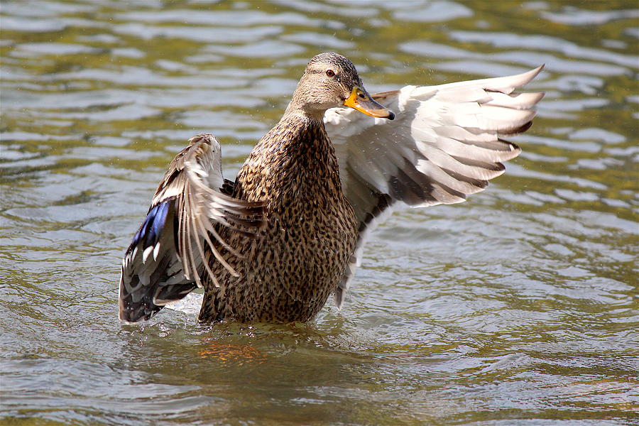 Mallard Duck II Photograph