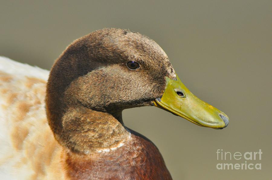 Mallard Photograph - Mallard Duck Variety III by Merrimon Crawford