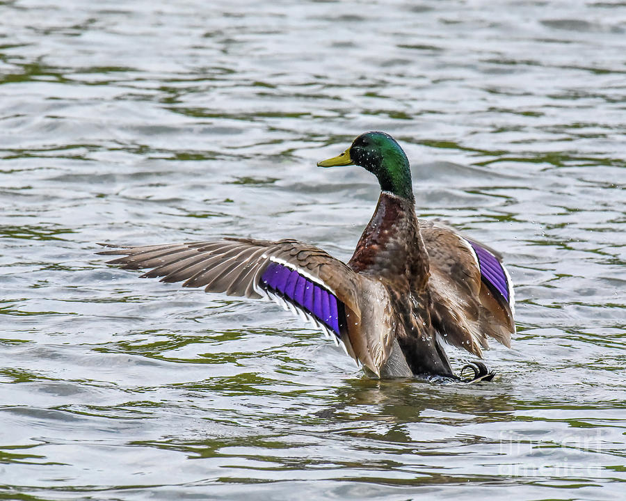Mallard Duck with Wings Spread Out by Cynthia Staley Mallard Duck with Wings Spread Out by Cynthia Staley