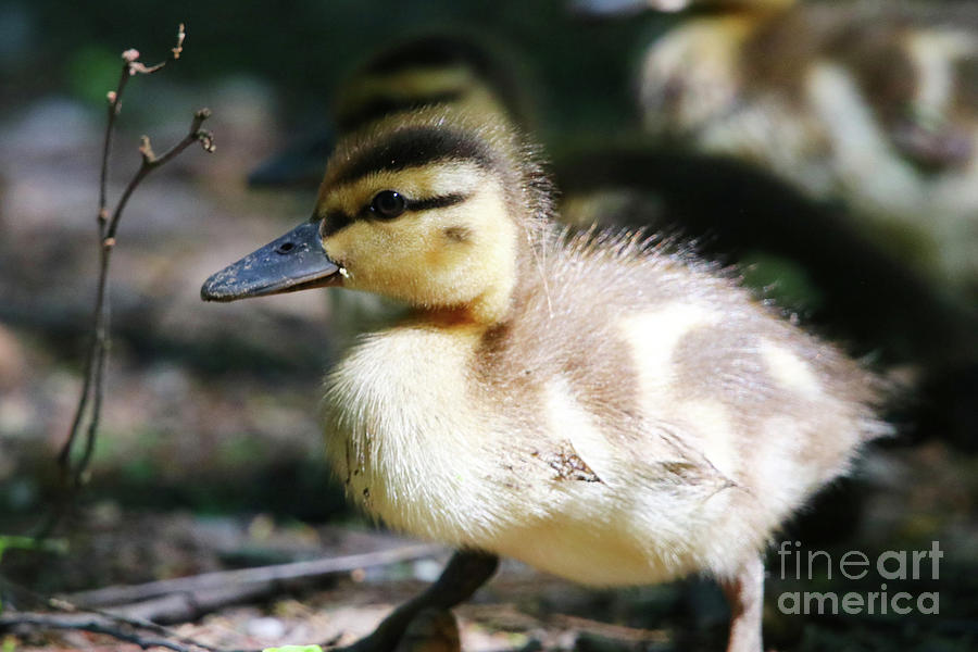 Mallard Duckling Photograph by Alyce Taylor