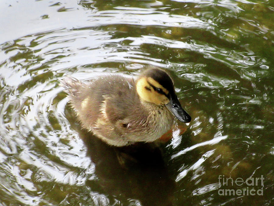 Mallard Duckling  Photograph by CAC Graphics