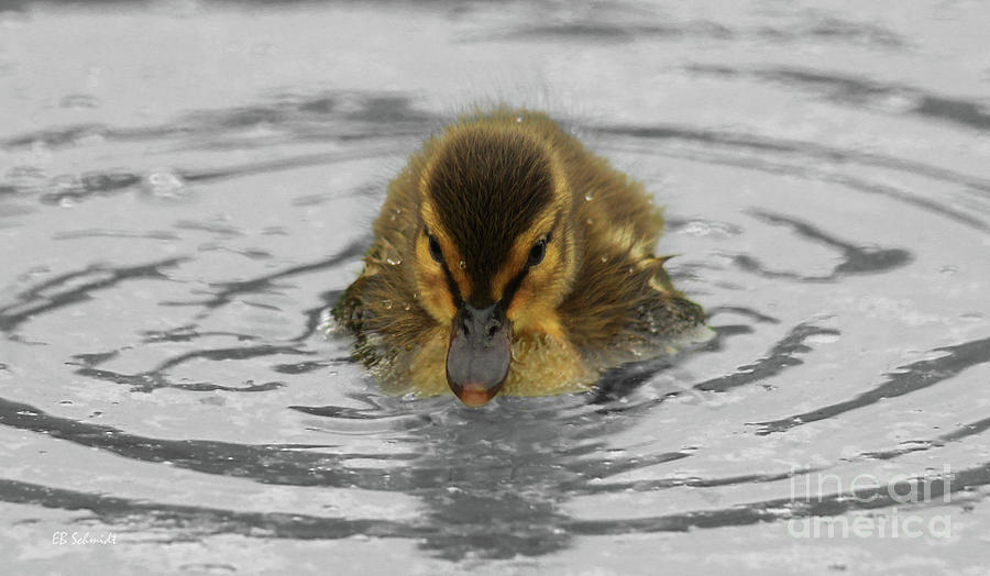 Mallard Duckling Photograph by E B Schmidt