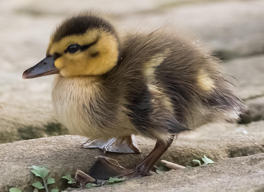 Mallard Duckling Photograph by Holden The Moment