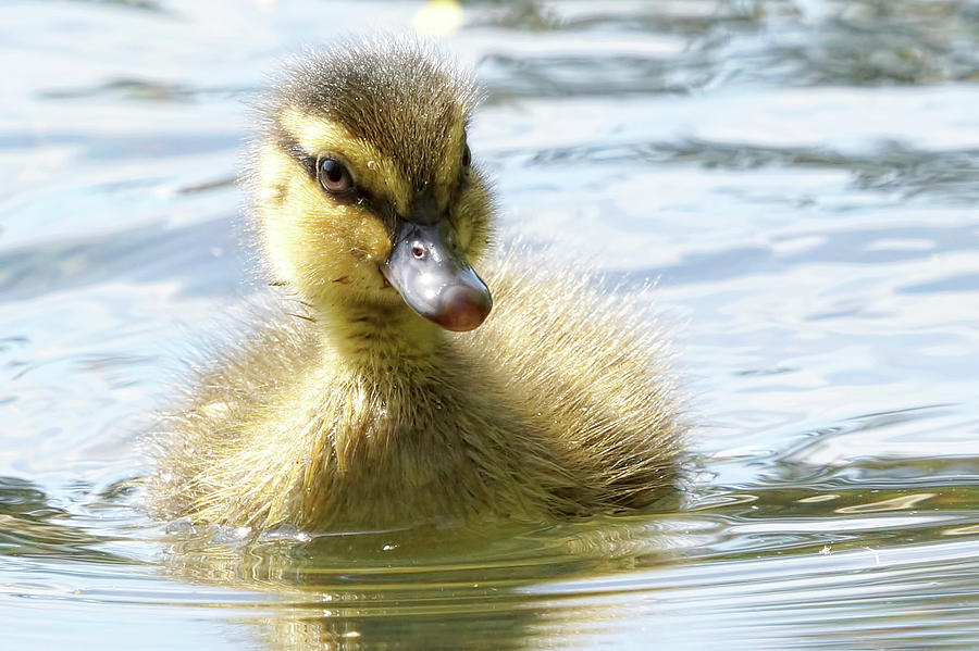 Duck Photograph - Mallard Duckling by Mark Hryciw