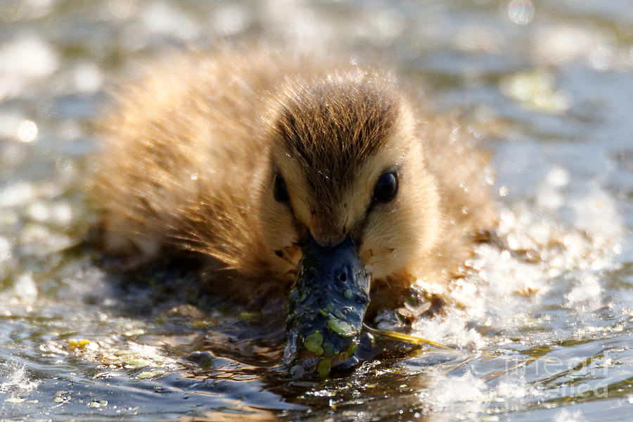 Mallard Duckling Photograph by Sue Harper