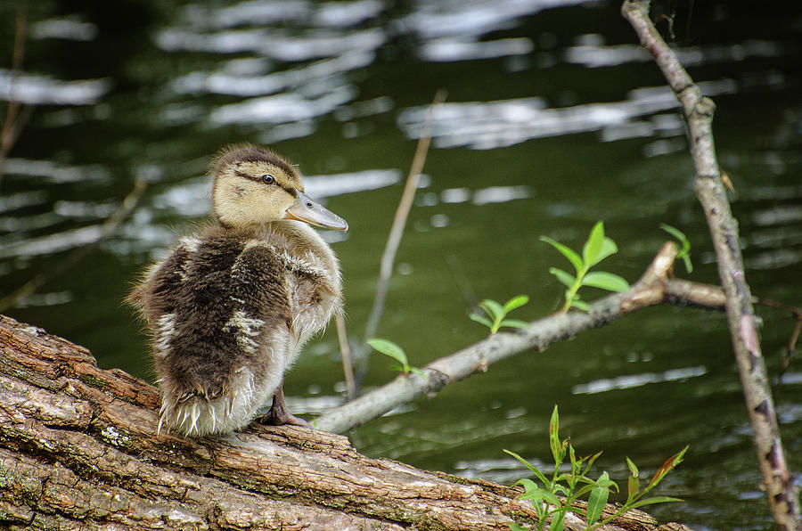 Mallard Duckling Photograph by Susan McMenamin