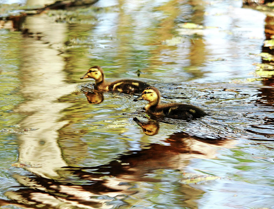 Mallard Ducklings Photograph by Debbie Oppermann