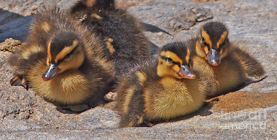 Mallard Ducklings Photograph by Dorothy  Pugh