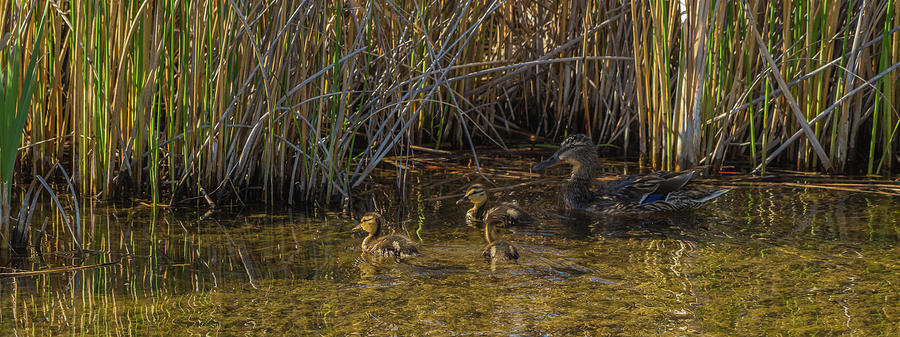 Mallard Ducklings In Spring Photograph by Yeates Photography