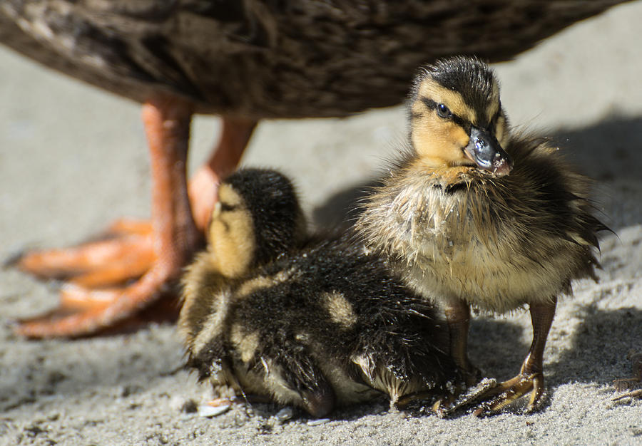 2015 Photograph - Mallard Ducklings by Molly Grabill