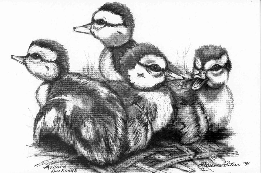 Wildlife Painting - Mallard Ducklings by Roseanne Marie Peters