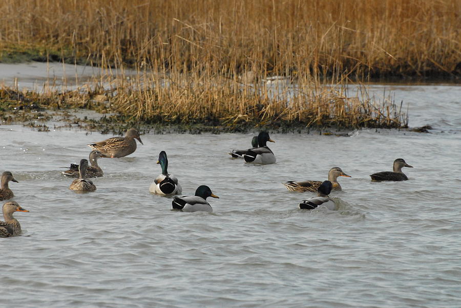 Mallard Ducks 111 Photograph by Joyce StJames