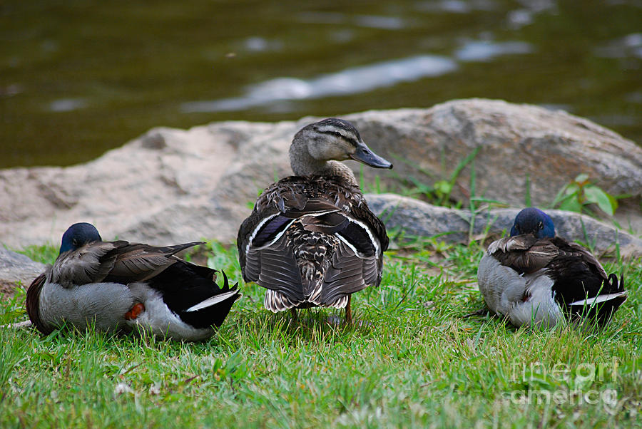Mallard Ducks 20130517_43 Photograph by Tina Hopkins