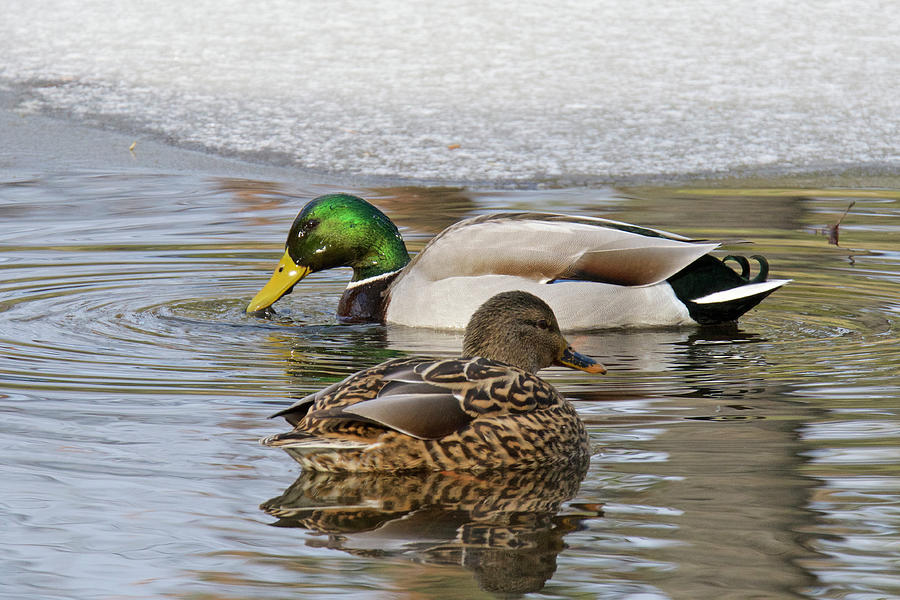 Mallard Ducks 5650 Photograph by Michael Peychich