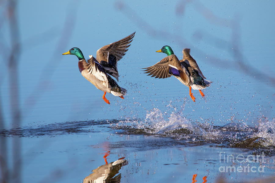 Mallard Ducks-5722 Photograph by Norris Seward