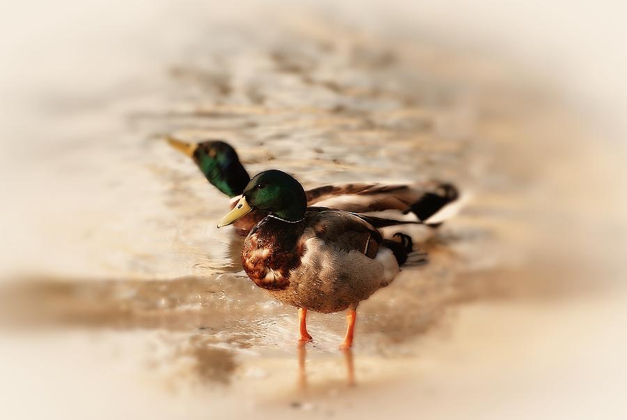 Mallard Ducks Photograph by Angie Tirado