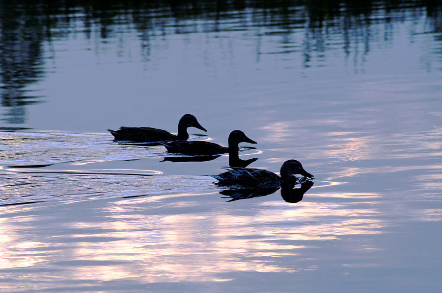 Mallard Ducks at Dusk Photograph by Rod Johnson