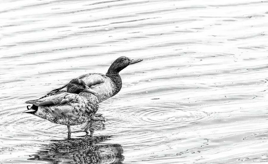 Mallard Ducks Digital Art Photograph by Sam Rino
