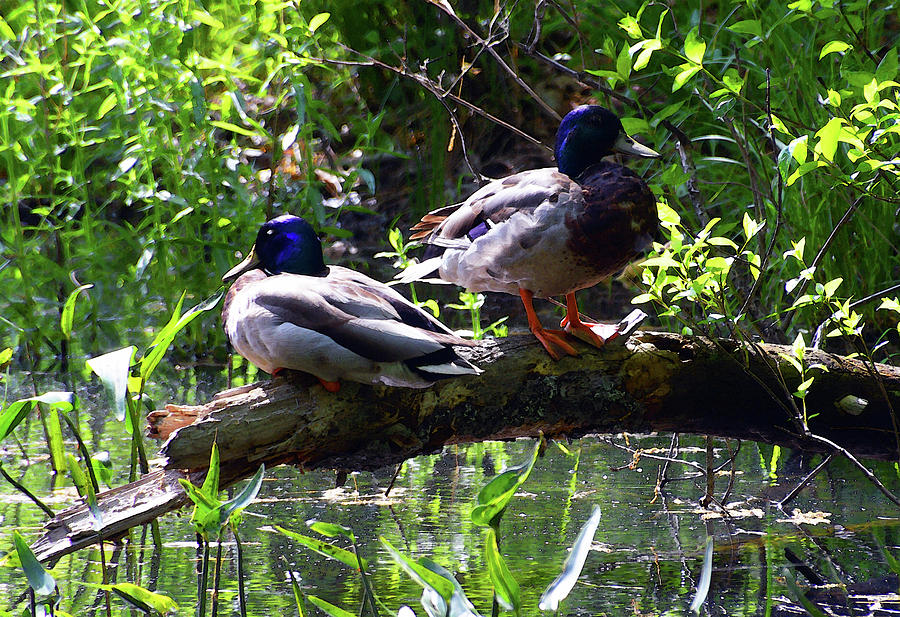 Mallard Ducks Photograph by Gaye Iverson
