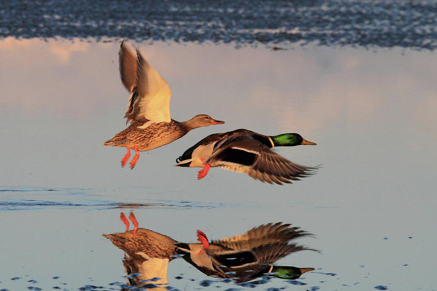Wildlife Photograph - Mallard Ducks in flight by Pierre Leclerc Photography