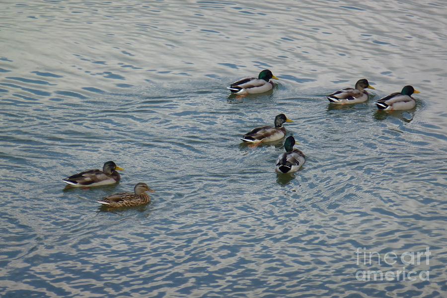 Mallard Ducks In Pond 2 Photograph by Jean Bernard Roussilhe