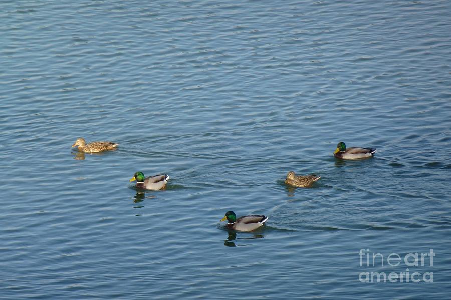 Mallard Ducks In Pond Photograph by Jean Bernard Roussilhe