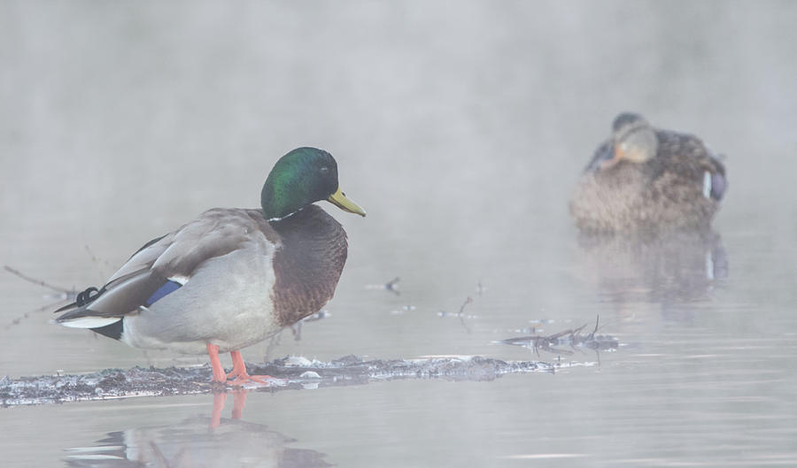 Mallard Ducks in the Mist 4154-012718-1cr Photograph by Tam Ryan