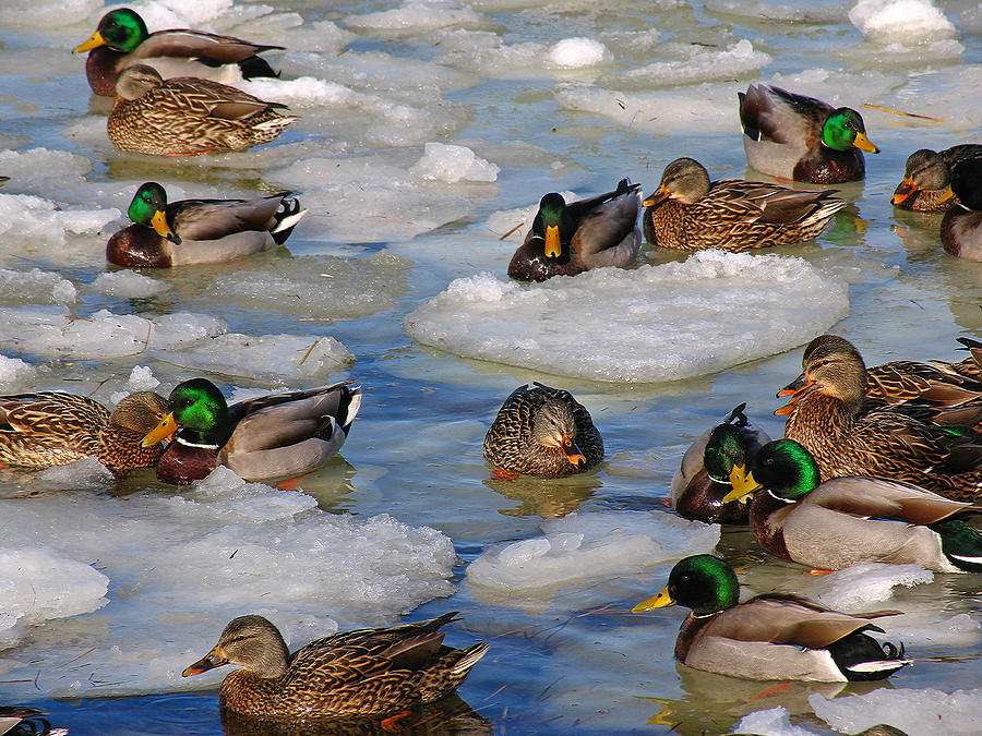 Mallard Ducks Photograph by Juergen Roth