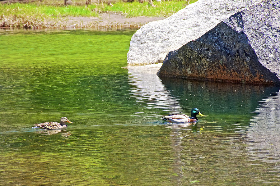 Mallard Ducks on Mirror Lake in Yosemite National Park, California  Photograph by Ruth Hager